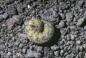 cutworm