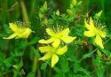 Blodgett-St. John's Wort