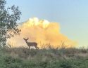Detwiler Fire in Marioosa County