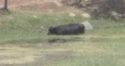 Cow cooling off in pond off Highway 108/120