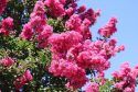 Crape Myrtle