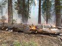 Douglas Fire