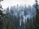 Douglas Fire in Stanislaus National Forest