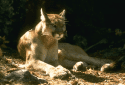 Mountain Lion CDFW Photo