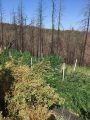 Nikki Trail Site of Eradication Sept 15 2017