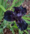 Black Iris