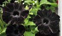 Continuing the Petunia Love Affair