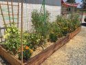 Chinese Camp El school garden planted by students