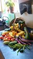 SNAP-Ed TYC Dept of Rec partnership warm-season vegetable harvest