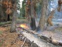 Creek Fire