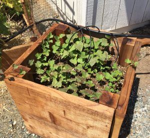 Sweet potatoes growing at Chinese Camp El student garden