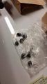 Drugs found during search