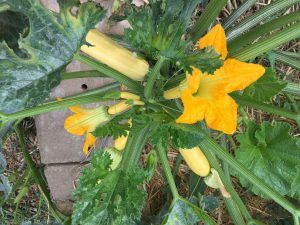 Yellow squash growing abundantly in Tuolumne Community Garden