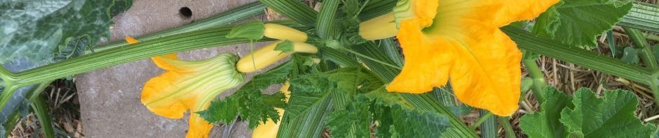 Yellow squash growing abundantly in Tuolumne Community Garden