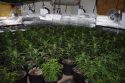 Mokelumne Hill indoor pot grow