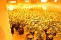 Premitted grow found out of compliance in Valley Springs