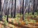 Sierra Nevada Forest