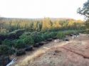 Independence Cemetery Road Grow Eradication Oct 31 2017
