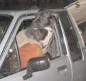 Dog in jacket at drug bust scene