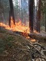 Prescribed Fire In Mariposa Grove Of Sequoias