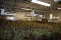 Illegal Marijuana Grow In Valley Springs