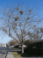 mistletoe