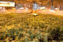 Pot plants seized