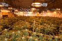 Valley Springs pot bust 1-11-18