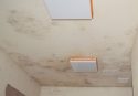 Valley Springs pot bust black mold