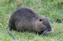 Nutria
