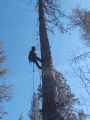 PG&E Tree Removal To Close Section Of Calaveras County Road