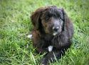 Deputy First Dog Cali Brown