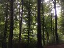 Forest Bathing