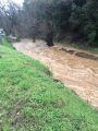 Upstream from Woods Creek Park (3/22/18)