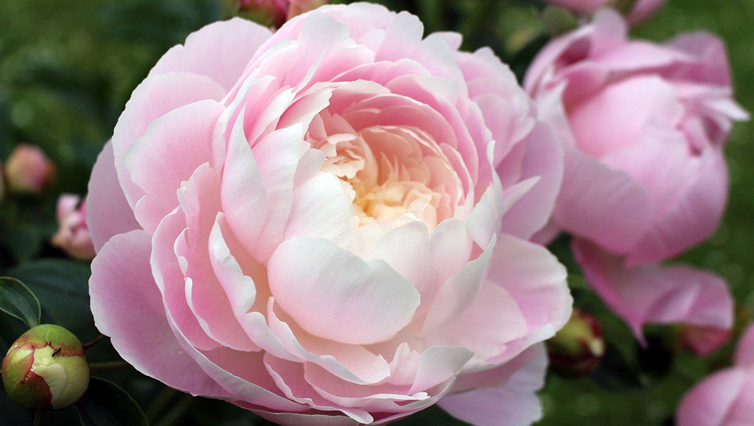 Peony: An Old-Fashioned, Easy-Care Beauty | myMotherLode.com