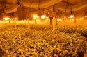 Burson Criminal Marijuana Grow Bust May 3 2018