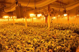 Burson Criminal Marijuana Grow Bust May 3 2018