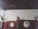 Old bills on Servente's ceiling during renovations May 2018