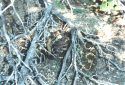Rattlesnake in brush
