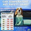 Summer and dogs in vehicles