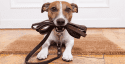 Tuolumne County Animal Control Rabies Clinic Mascot Photo