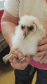 Owlet found in Utica Park in Angels Camp