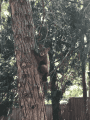 Bear sighting photo TCSO