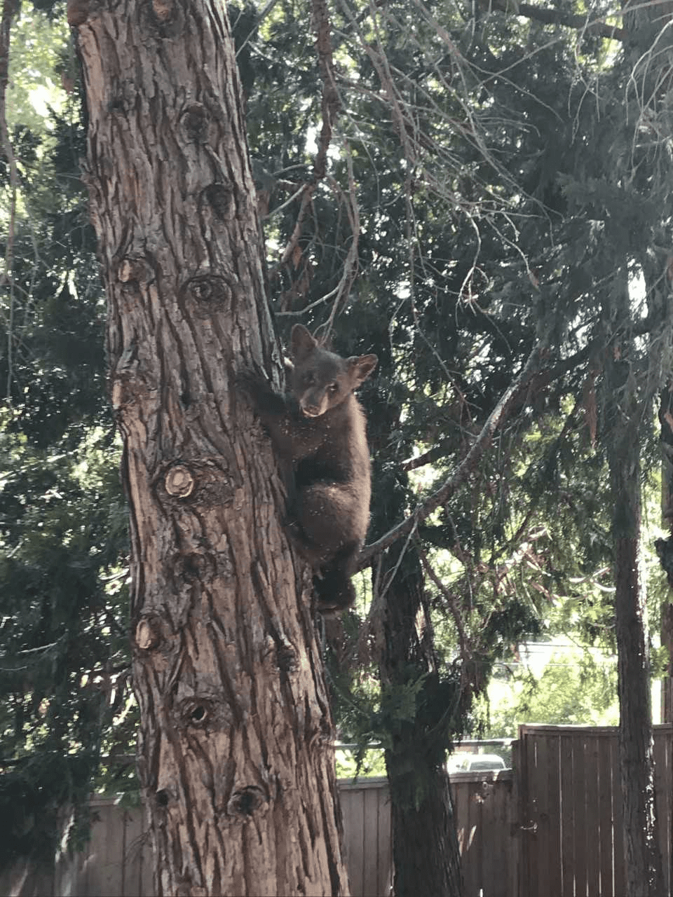 Bear sighting photo TCSO