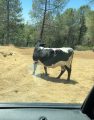Wayward cow on the loose