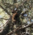 Bear At Star Mobile Estates