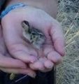 Officer Joelle McChesney with the baby bird in her palm