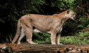 Mountain lion spotted on Dragoon Gulch Trail