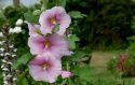 Alcea - Hollyhock