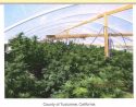 Illegal Marijuana Grow On Italian Bar Road